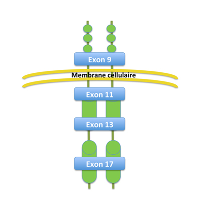 Structure du gène KIT