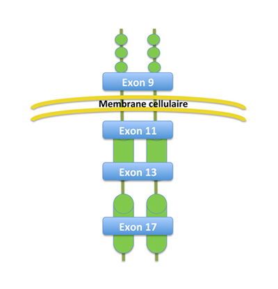 Structure du gène KIT